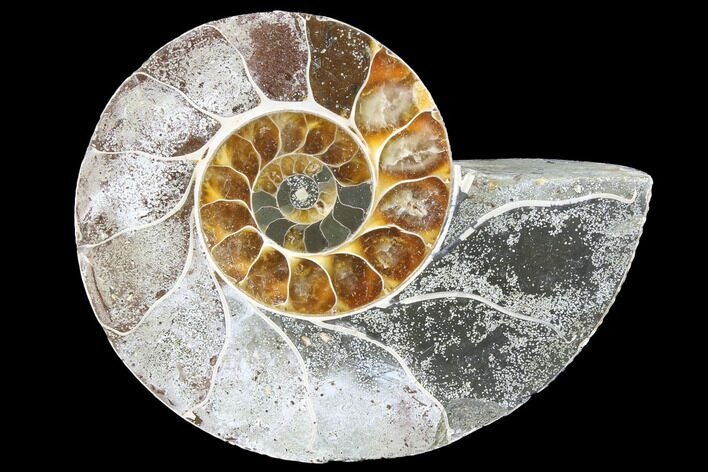 Thick Ammonite (Anapuzosia) Fossil Half #88049